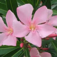 Close-up of three delicate light pink Nerium Oleander 'Isabella' flowers in a 7" pot, set against lush green leaves, perfect for enhancing any garden with their beauty.