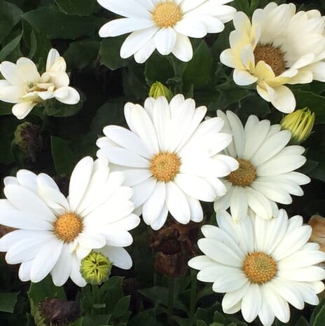 Osteospermum 'White and Yellow' African Daisy in a 6" pot features charming white daisies with light yellow centers and green leaves. Some buds are closed, creating an elegant display against a backdrop of foliage and partially visible flowers.
