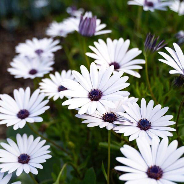 Osteospermum ecklonis Serenity White African Daisy flowers creamy white purple centres masses of cottage flowers garden bed