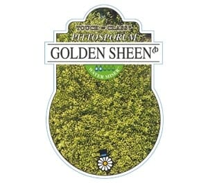 Pittosporum 'Golden Sheen' - Image 2