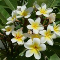 The Plumeria 'Common White' Frangipani in an 8" pot showcases vibrant clusters of white and yellow blooms with a backdrop of green leaves.