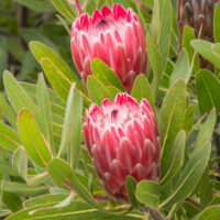 Two Protea 'Pink Ice' flowers shine with pink petals against lush green foliage in an elegant 8" pot, offering a perfect blend of nature's elegance and vibrant color.