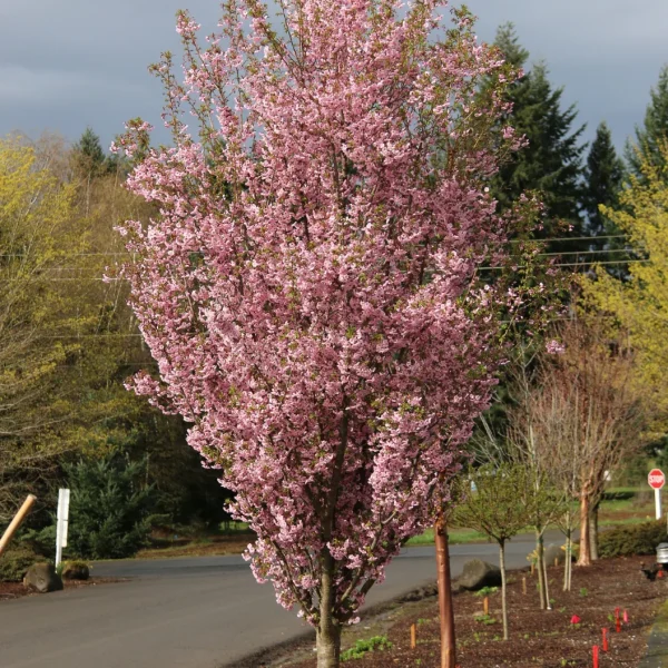 The Wisteria 'Violacea Plena' Mauve, flourishing in an 8" pot, is nestled beside a paved road, with a backdrop of other trees beginning their early spring growth. Clusters of its mauve blooms add an enchanting touch to the serene landscape.