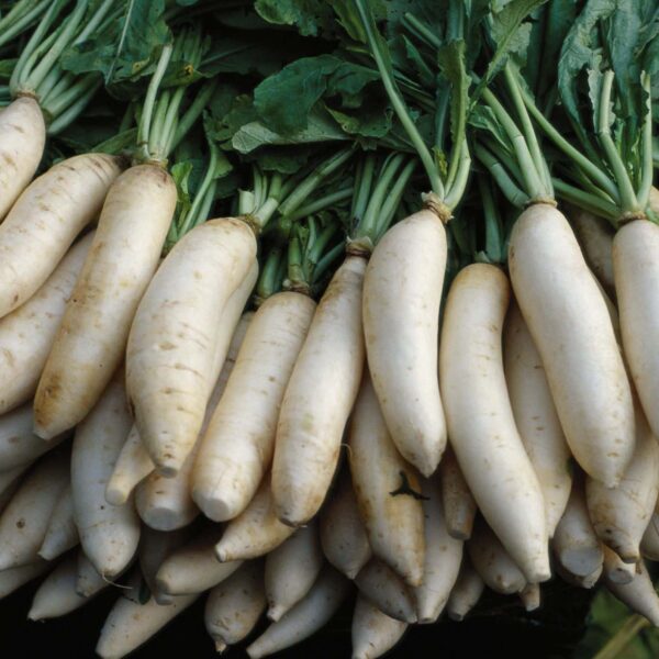 Fresh Radish 'Daikon' from a 4" pot, with vibrant green leaves and crisp texture, is closely laid out.