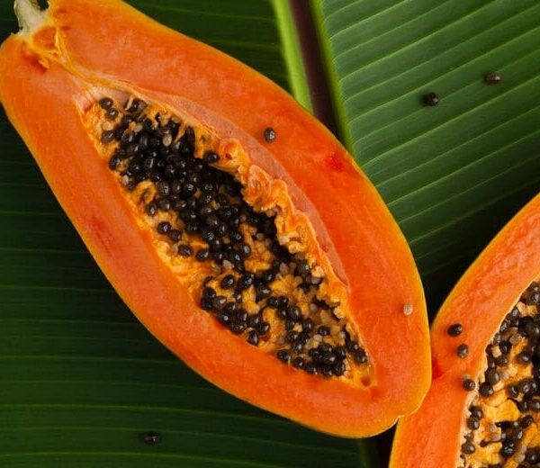 A halved Paw Paw 'Red' papaya from a 6" pot rests elegantly on a large green leaf backdrop, its black seeds glistening.