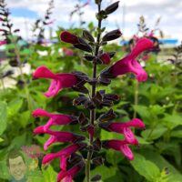 Close-up of a Salvia 'Amante' PBR 8" Pot plant featuring dark stems and vibrant pink tubular flowers, set against a lush green background beneath a partly cloudy sky.