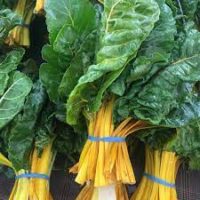 Vibrant bundles of leafy green 'Golden Chard' silverbeet with yellow stalks, packaged in 4" pots and held with blue rubber bands.
