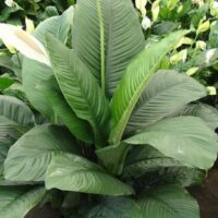 The Spathiphyllum 'Sensation' Peace Lily in a 10" pot showcases dark green leaves and white blooms, accompanied by similar Spathiphyllum plants in the background.
