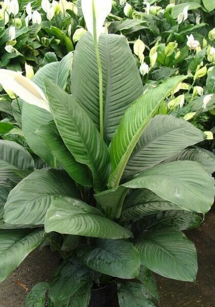 The Spathiphyllum 'Sensation' Peace Lily in a 10" pot showcases dark green leaves and white blooms, accompanied by similar Spathiphyllum plants in the background.