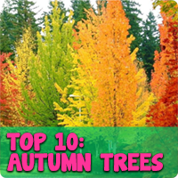 Top 10 Autumn trees Melbourne Victoria Australia