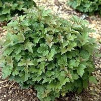 The round, bushy Viburnum opulus 'Midget' (Eco Grade) with jagged leaves thrives on mulch-covered ground in a 13" pot.