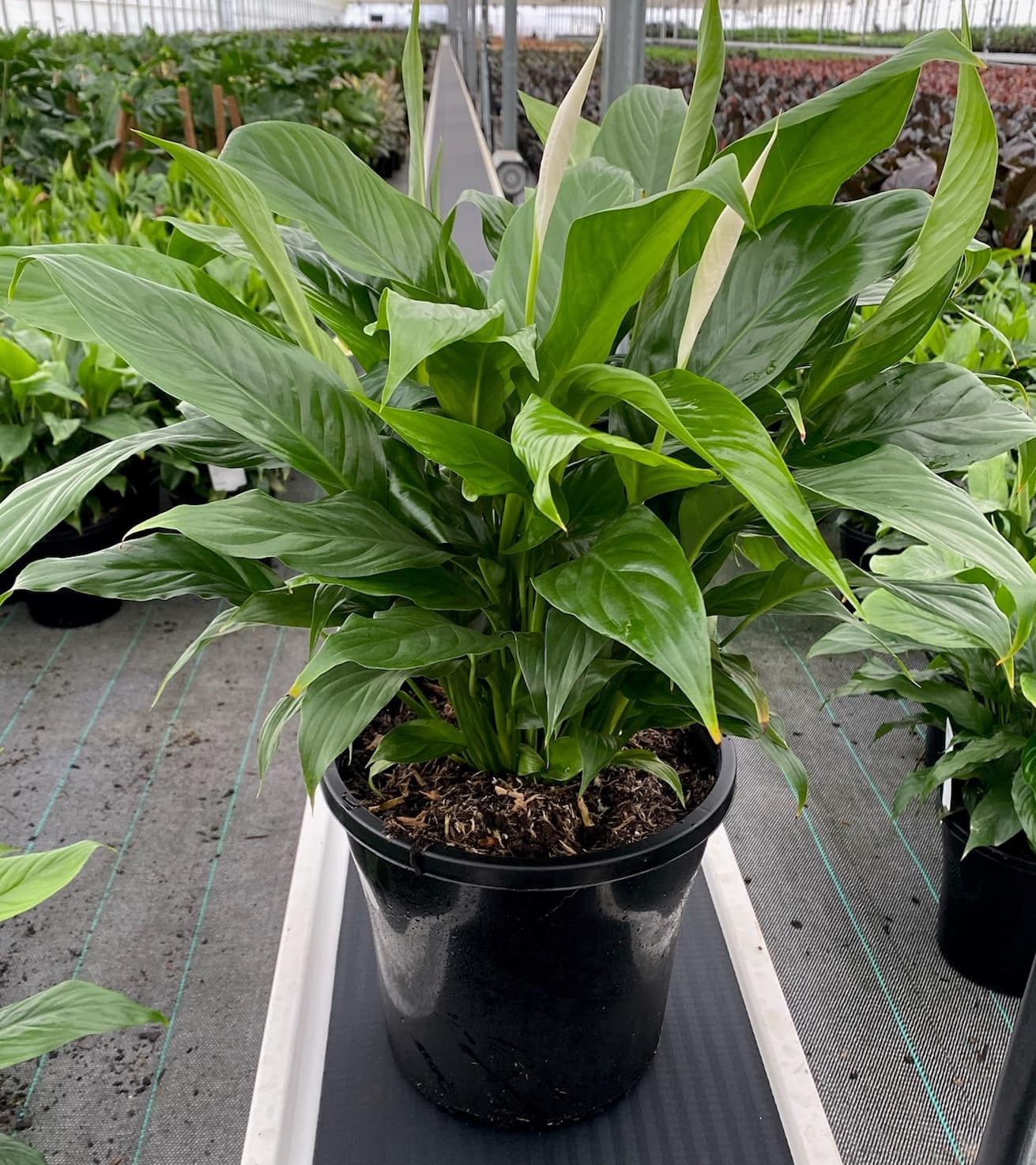 Spathiphyllum 'Sensation' Peace Lily 12" Pot - Image 4