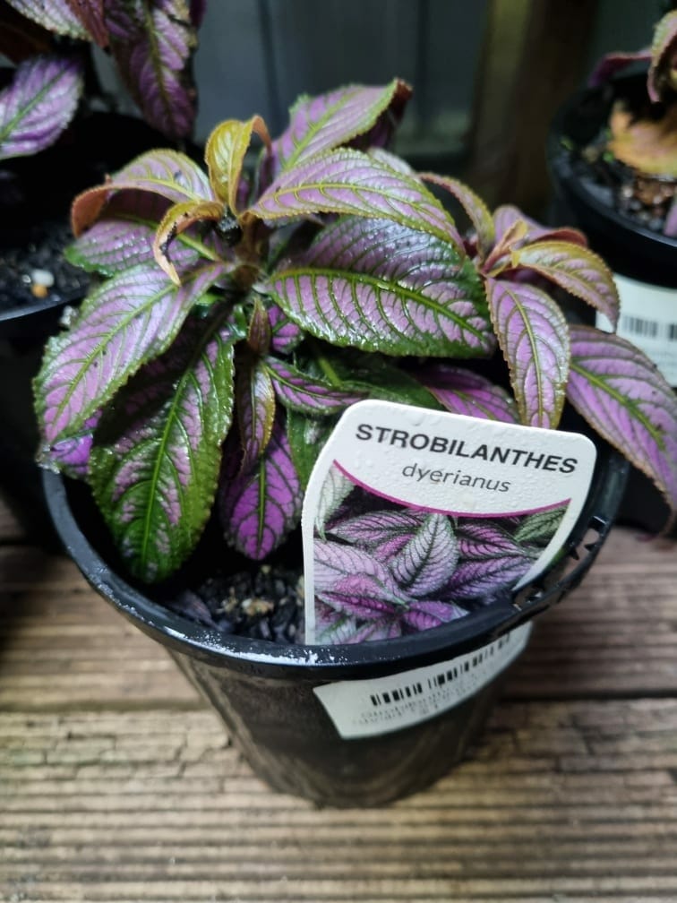 Strobilanthes 'Persian Shield' 5" Pot - Image 2
