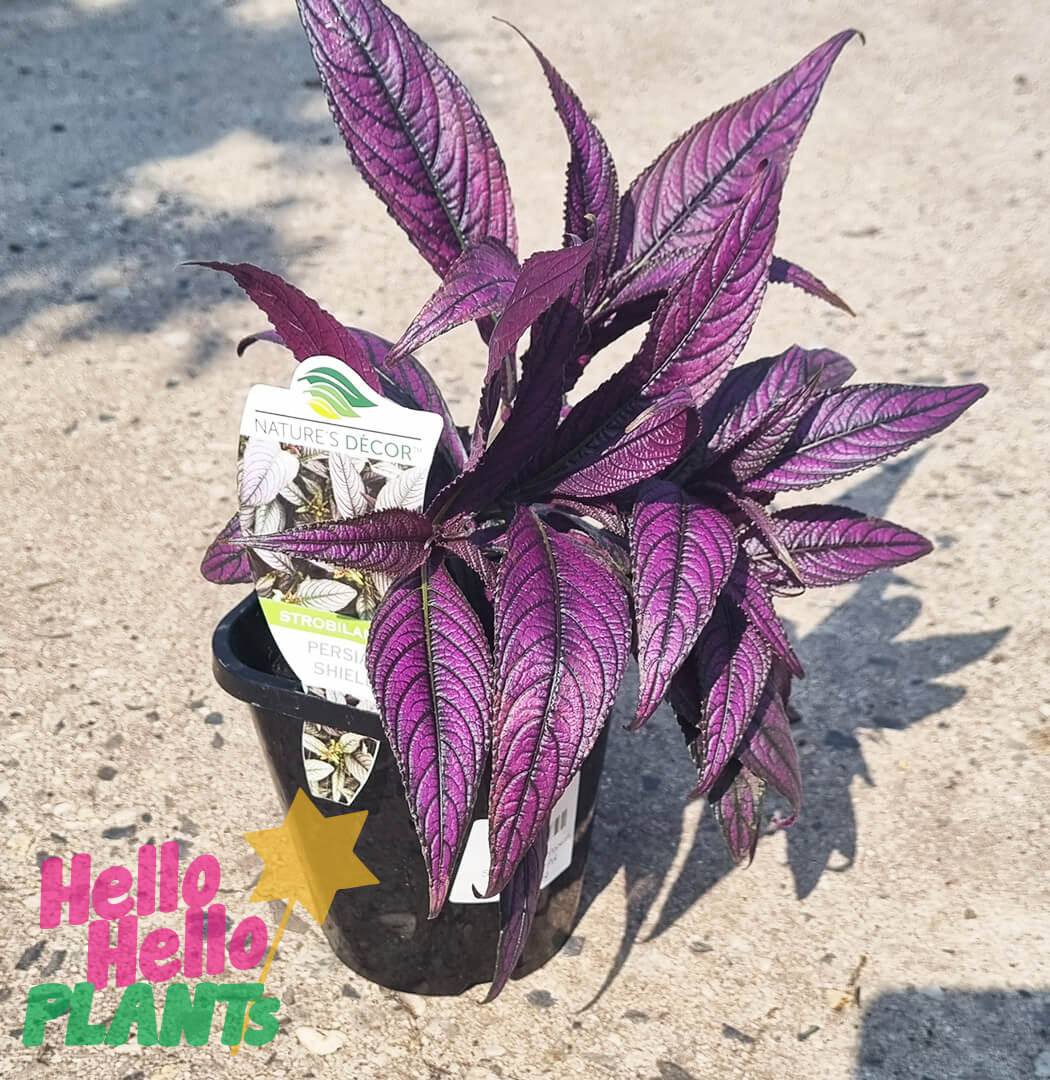 Strobilanthes 'Persian Shield' 5" Pot - Image 3