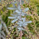 Hello Hello plants nursery melbourne victoria australia Acacia baileyana Cootamundra Wattle Foliage