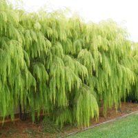 Stunning Lime Green Australian Native tree Acacia cognata river wattle Lime Majik leaves drooping down growing in a row as a screen