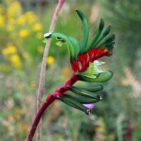 A close-up of Anigozanthos 'Royal Cheer' Kangaroo Paw in a 6" pot displays green and red tubular petals against a blurred background of lush greenery and bright yellow flowers, creating a vibrant scene.