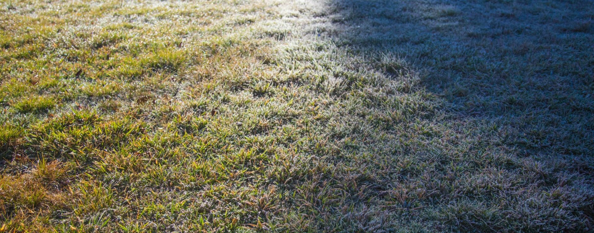 Hello Hello Plants Melbourne Victoria Australia Frost on grass in the shade, the sun melting the other side by #arteliz