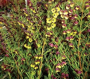 Boronia 'Dark Prince' 6" Pot - Image 2