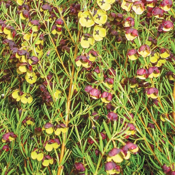 Clusters of small yellow and purple flowers burst to life amidst dense green foliage, reminiscent of a Boronia 'Dark Prince' 6" Pot.
