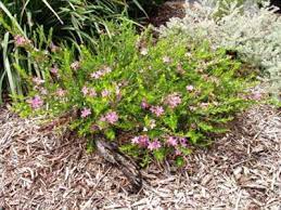 Crowea 'Pink Starlet' Waxflower 6" Pot - Image 2
