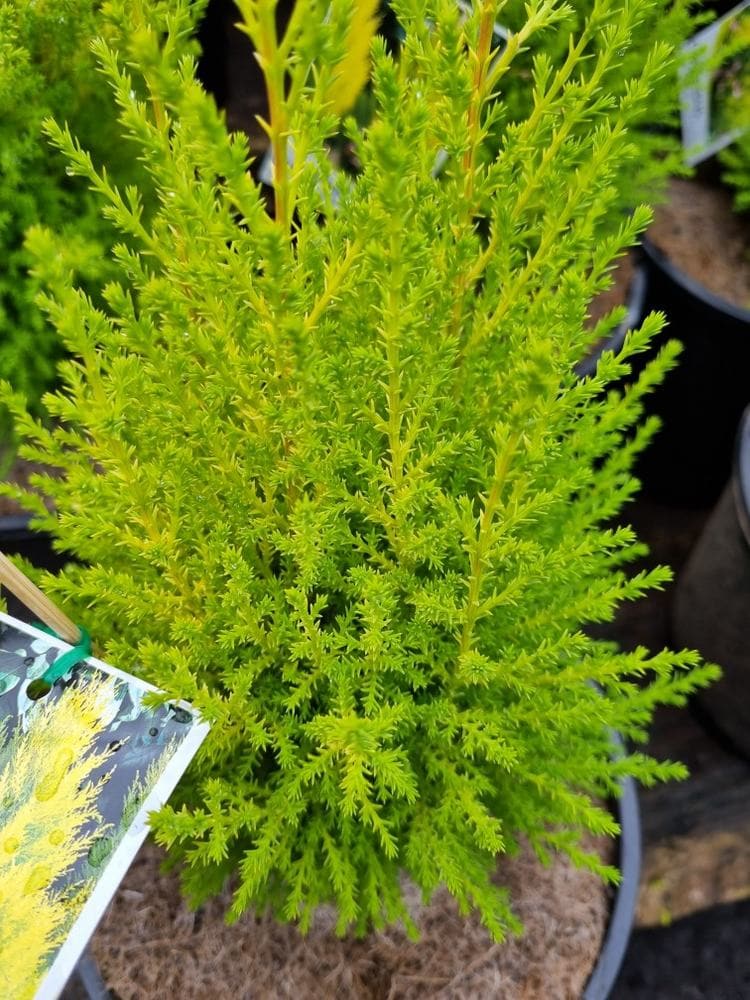 Cupressus macrocarpa 'Lemon Scent' Conifer - Image 5