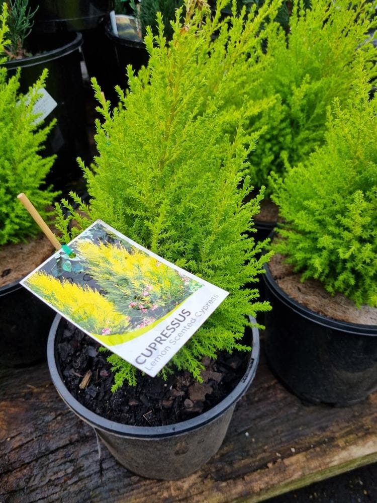 Cupressus macrocarpa 'Lemon Scent' Conifer - Image 6