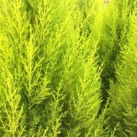 Close-up of the bright green branches of the Cupressus macrocarpa 'Lemon Scent' Conifer, densely packed in an 8" pot, emitting a subtle lemon aroma.