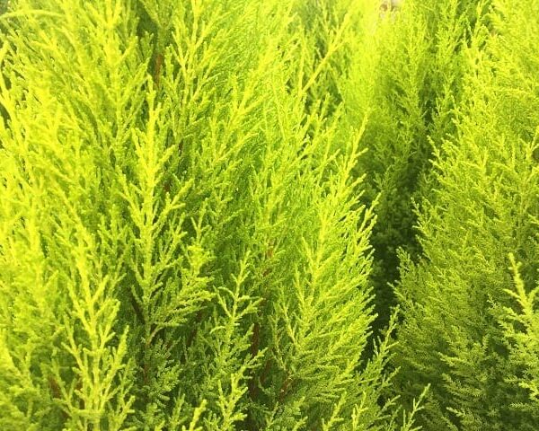 Close-up of the bright green branches of the Cupressus macrocarpa 'Lemon Scent' Conifer, densely packed in an 8" pot, emitting a subtle lemon aroma.