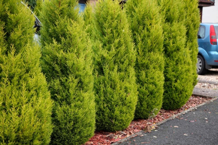 Cupressus macrocarpa 'Lemon Scent' Conifer - Image 3