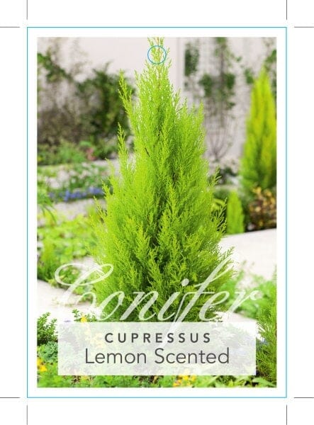 Cupressus macrocarpa 'Lemon Scent' Conifer - Image 4