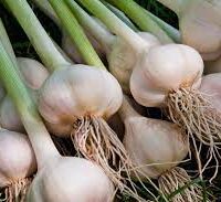 A cluster of Garlic 'Australian' from a 4" pot, complete with green stalks and roots, displayed on a grassy surface.