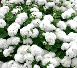 Ageratum 'Ariella White' 6" Pot - Image 5