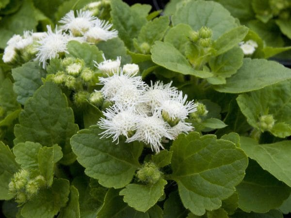Ageratum 'Ariella White' 6" Pot - Image 4