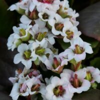 Close-up of Bergenia 'Bressingham White' in a 6" pot, showcasing clusters of pink and white flowers against dark green leaves.