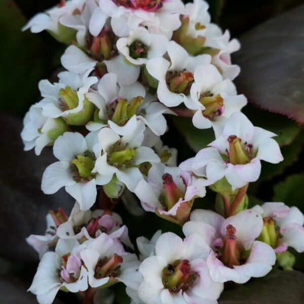 Close-up of Bergenia 'Bressingham White' in a 6" pot, showcasing clusters of pink and white flowers against dark green leaves.