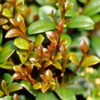The close-up of green leaves with reddish new growth under sunlight mirrors the vibrant tones of a Syzygium 'Cinnamon Twist' Lilly Pilly 6" Pot.