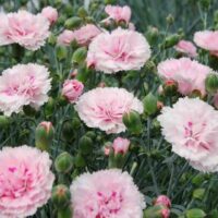 Dianthus 'Candy Floss' in full bloom features pink carnations reminiscent of candy floss, complemented by green buds and stems, in a charming 6" pot.