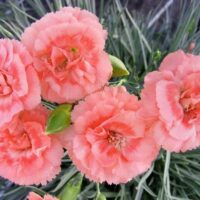 Close-up of Dianthus 'Romance' in a 6" pot, showcasing pink carnations as a symbol of romance amid green foliage.