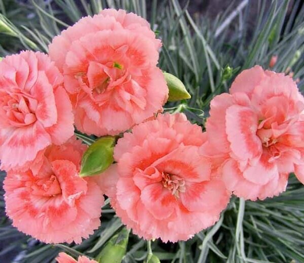 Close-up of Dianthus 'Romance' in a 6" pot, showcasing pink carnations as a symbol of romance amid green foliage.