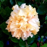 The Hibiscus 'Mrs Andreasen' in a 6" pot features peach-colored, ruffled flowers and lush green leaves, echoing the charm of Mrs. Andreasen's garden.