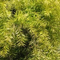 The Melaleuca 'Revolution Gold' Myrtle 6" Pot features a dense cluster of narrow, bright green leaves that bring elegance to any garden.