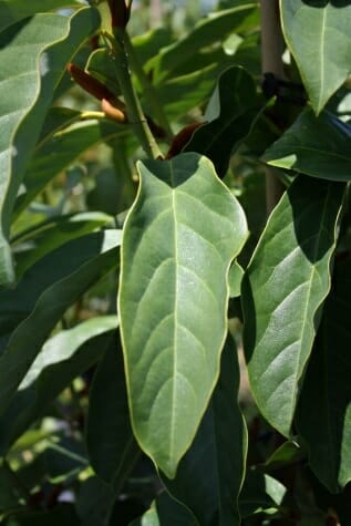 Michelia doltsopa 'Evergreen Magnolia' - Image 2