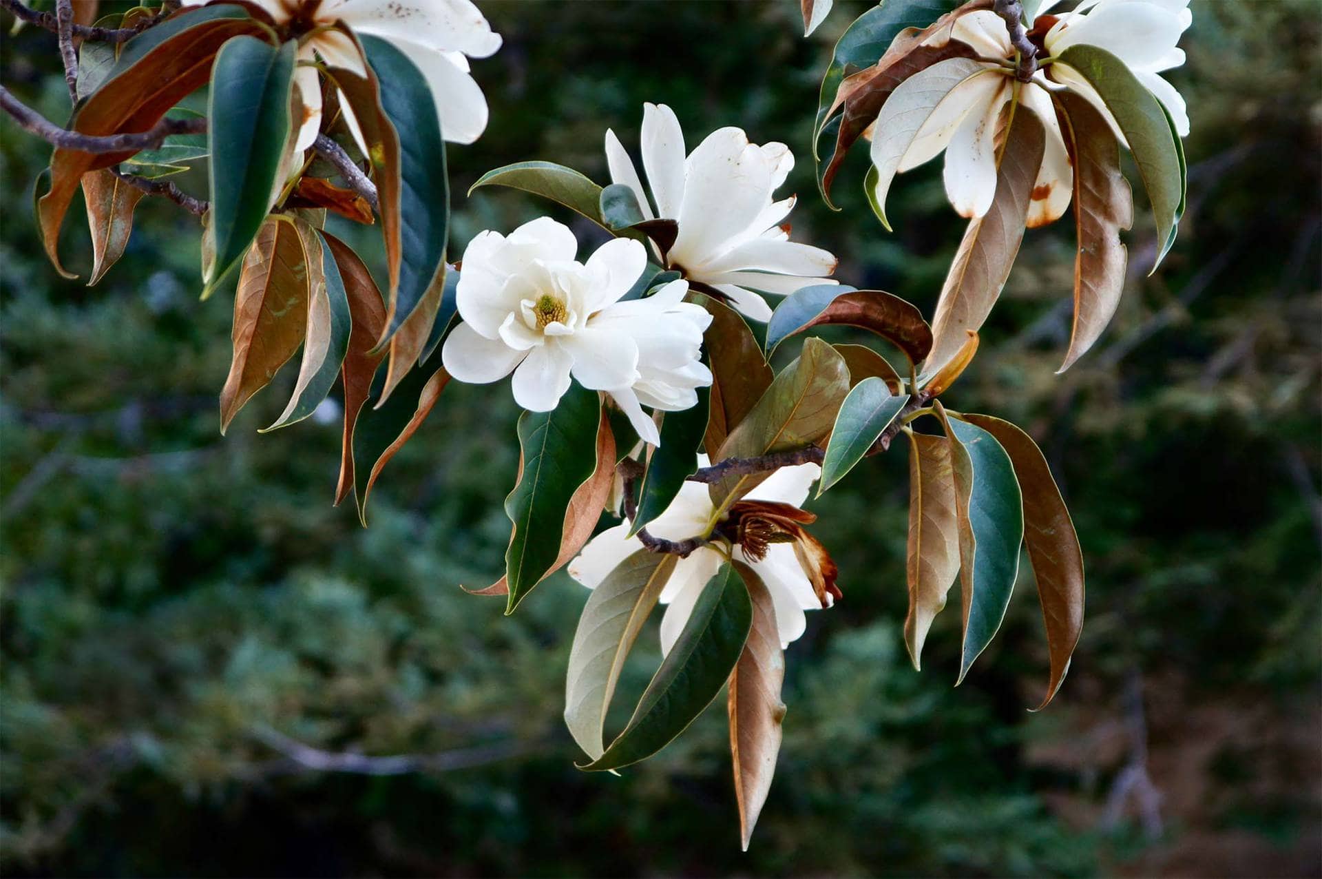 Michelia doltsopa 'Evergreen Magnolia' - Image 3