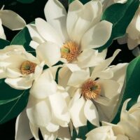 A close-up features cream-colored flowers of Michelia doltsopa 'Evergreen Magnolia' (12" Pot) with lush green leaves in the backdrop.