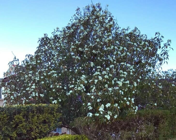 Michelia doltsopa 'Evergreen Magnolia' - Image 4