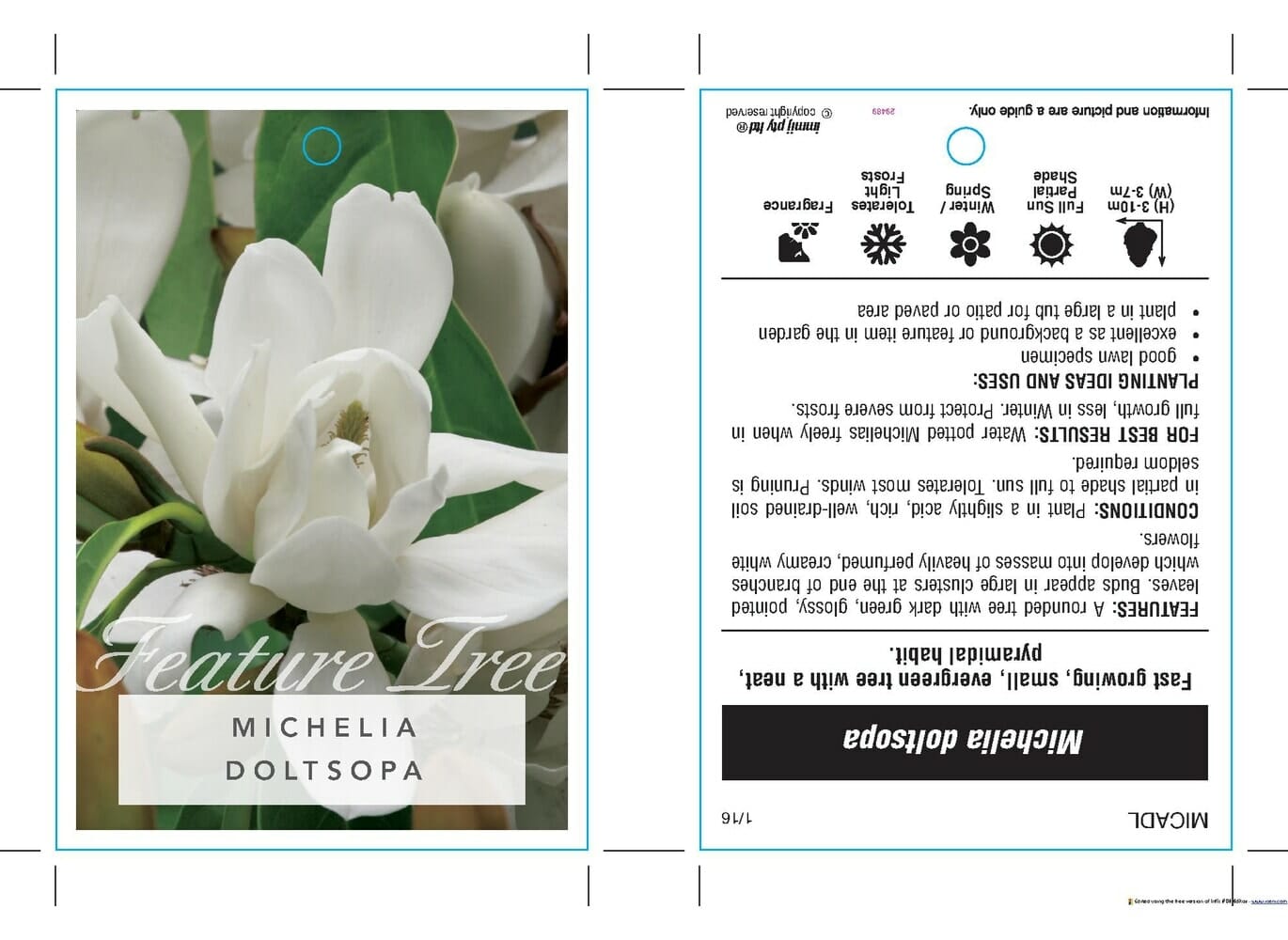 Michelia doltsopa 'Evergreen Magnolia' - Image 5