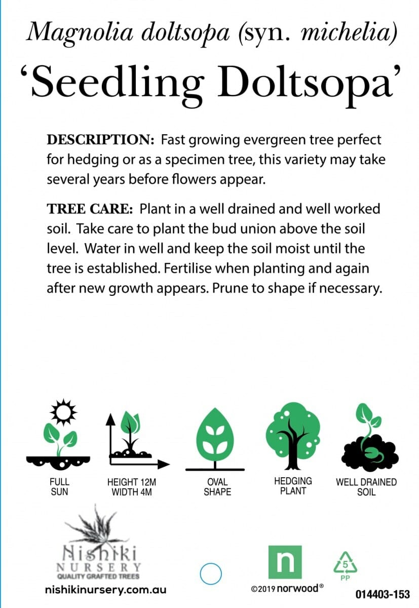 Michelia doltsopa 'Evergreen Magnolia' - Image 6
