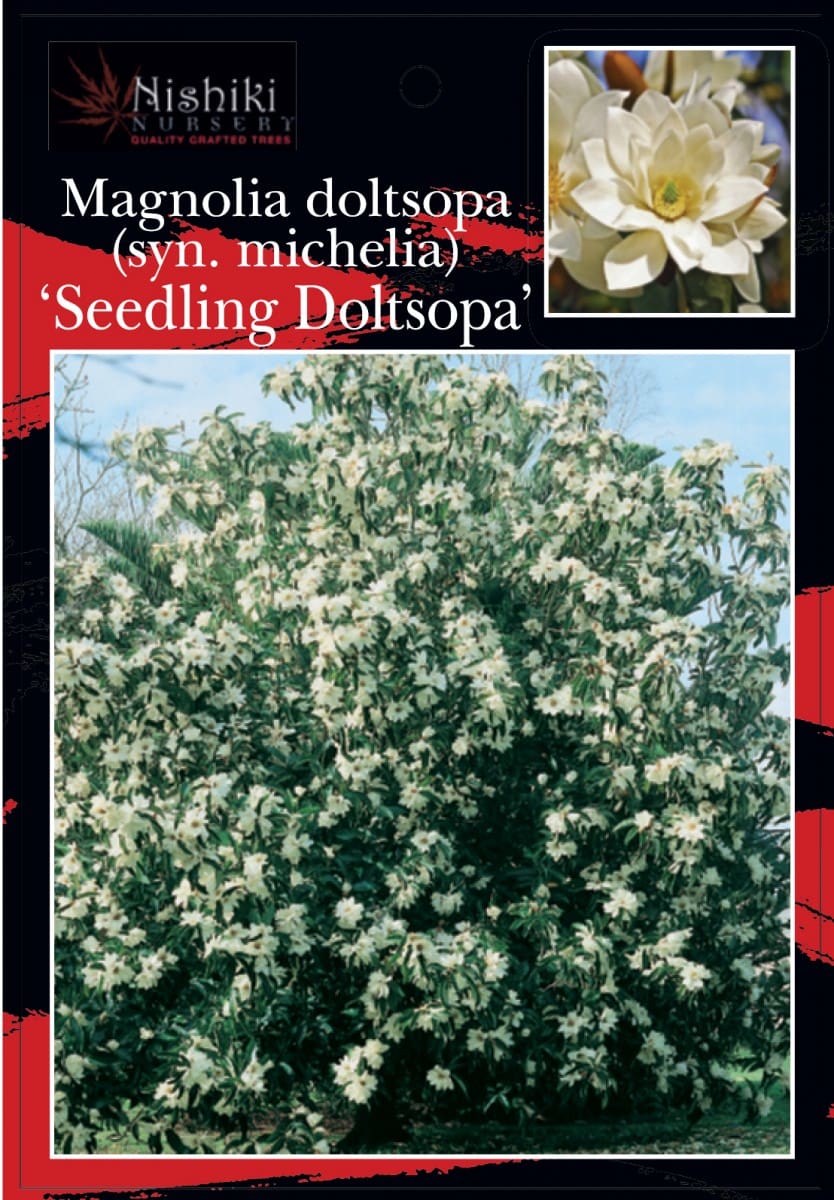 Michelia doltsopa 'Evergreen Magnolia' - Image 7