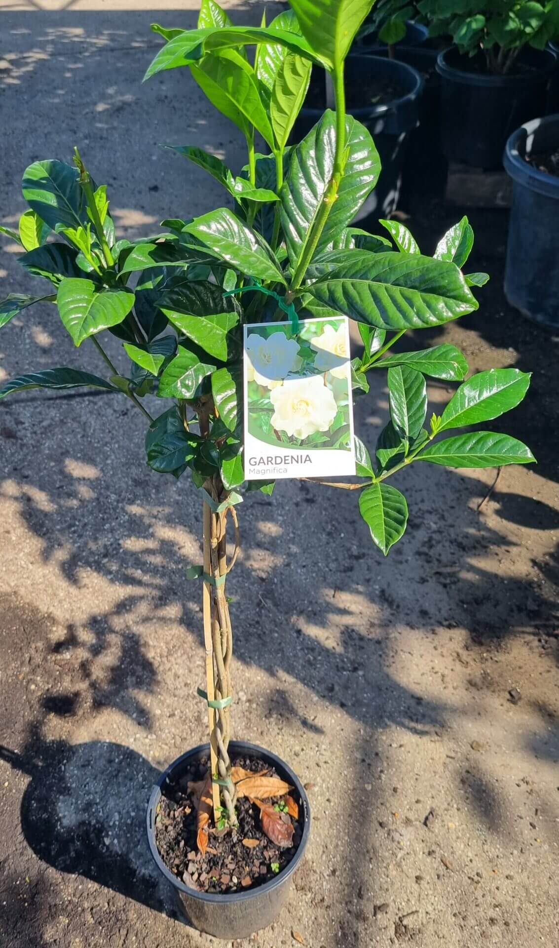 Gardenia 'Magnifica' 3ft Standard 10" Pot - Image 3